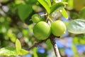 Twigs with green leaves and fruits of cherry acerola Malpighia emarginata.