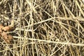 The twigs from the haystack are very close. Golden color. Animal feed