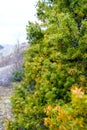 Twigs on a juniper bush growing in the mountains