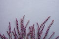 Twigs of Lavender Flowers Arranged in Lower Border on Grey Stone Background in Vintage Style. Easter Mothers Day Wedding Royalty Free Stock Photo