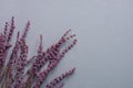 Twigs of Lavender Flowers on Grey Stone Background in Vintage Style. Easter Mother`s Day Wedding Concept. Minimalist Style.