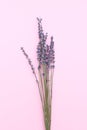 Twigs of lavender on a pink background. Minimalism