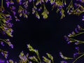 twigs with little blue flowers on a black background with a place for the inscription. soft focus the authors idea