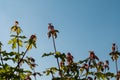 Twigs at a maple hedge in morning light