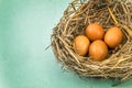 twigs nest with brown chicken eggs