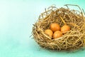 twigs nest with brown chicken eggs