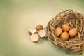 Twigs nest with brown chicken eggs with broken and empty shell e