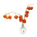 Twigs with orange physalis flowers in a glass vase isolated