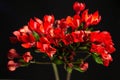 Twigs of ozothamnus flowers on black background