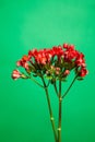 Twigs of ozothamnus flowers on green background