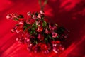 Twigs of ozothamnus flowers on red background