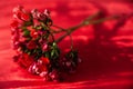 Twigs of ozothamnus flowers on red background