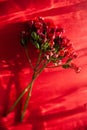 Twigs of ozothamnus flowers on red background