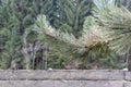 The twigs of a pine tree with green spruce needles and brown buds and frozen water drops on the blurred background is in Royalty Free Stock Photo