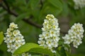 Bird cherry blossoms in springtime