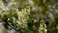 Bird cherry blossoms waving in the wind