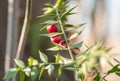 Twigs with red berries of the evergreen shrubby plant Ruscus aculeatus, in the deciduous forest on the slopes of the mountain