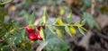 Twigs with red berries of the evergreen shrubby plant Ruscus aculeatus, in the deciduous forest on the slopes of the mountain