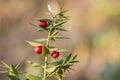 Twigs with red berries of the evergreen shrubby plant Ruscus aculeatus, in the deciduous forest on the slopes of the mountain