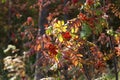 Twigs of rowan tree with red ripe berries. Autumn sunny day. Royalty Free Stock Photo