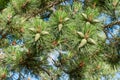 Twigs of a scots pine tree with green cones Royalty Free Stock Photo