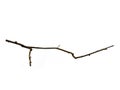 Twigs, set macro dry branches birch isolated on white background. Royalty Free Stock Photo