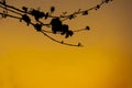 Twigs shoot silhouette natura landscape on evening