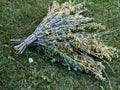 Caragana shrub with even pinnate leaves with small leaflets and with small yellow flowers. In Russia, it is used for street brooms Royalty Free Stock Photo