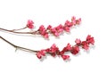 Twigs with small delicate pink flowers isolated on white background