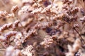 Twigs of Small White Dry Spring Flowers