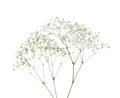 Twigs With Small White Flowers Of Gypsophila Baby`s-breath  Isolated On White Background