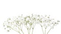 Twigs with small white flowers of Gypsophila Baby`s-breath isolated on white background