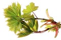 The twigs of a spring April European maple ordinary tree with l