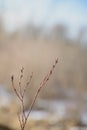 Twigs with swollen buds on blurred spring background