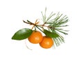 Twigs of tangerines with green leaves and pine needles tied with orange ribbon in a seasonal bouquet isolated