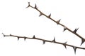 Twigs with thorns isolated on white background Royalty Free Stock Photo