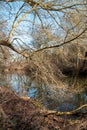 Twigs of a tree and Dyje river, Lednice, Czechia