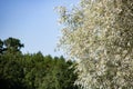 Twigs of a tree with green leaves on a blue sky background Royalty Free Stock Photo