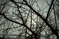 Twigs. tree. spring. sky.