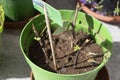 Twigs used as stem cuttings to propagate plants with new sprouts