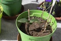 Twigs used as stem cuttings to propagate plants