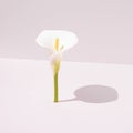 Twigs of the white flower calla lily placed vertically and its shadow. Gray background in two tones