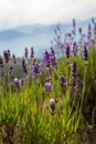 Twigs of wild lavender flowers in the mountains. Mountains in the background Royalty Free Stock Photo