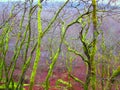 Twigs. Wild nature landscape. close up