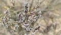 Twigs Of Willow Tree Salix Cinerea Or Grey Willow, Large Gray Willow, Grey Sallow With Blooming Young Male Catkins Against Sun