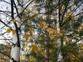 Twigs with yellow birch leaves against the background of birches and forest. Autumn natural background. Royalty Free Stock Photo