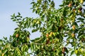 Twigs Ziziphus jujuba with green and ripe brown fruits. Green leaves of Chinese date on blue sky background. Exotic jujube tree Royalty Free Stock Photo