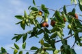 Twigs Ziziphus jujuba with green and ripe brown fruits. Green leaves of Chinese date on blue sky background. Exotic jujube tree. Royalty Free Stock Photo