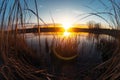 Twilight at Cattail Marshland