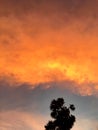 Twilight and cloud photo with the palms in the Samroi yod, Thailand Decemebr 30, 2018